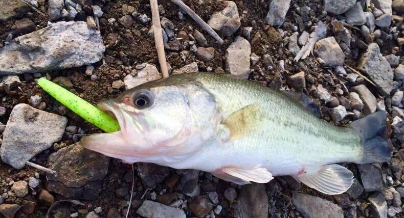 What kind of bait is used for bass fishing ? Actually found Spinnerbait special suitable for that.