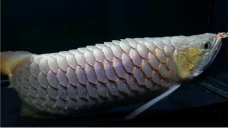 How to Estimate the Age of Fish