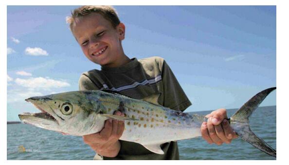 Skillful Capture of A Spanish Mackerel