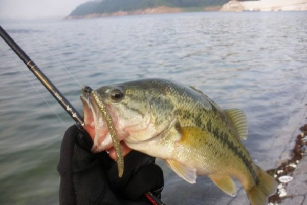 What effect does temperature and season have on bass fishing?