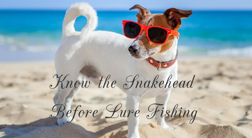Know the Snakehead Before Lure Fishing