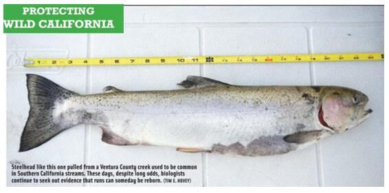 Saving Social‘s Steelhead Part II