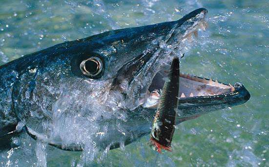 Do not waste when you choose lure baits