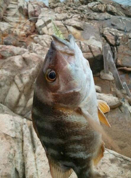 Analysis: Why do fish bite the baits?