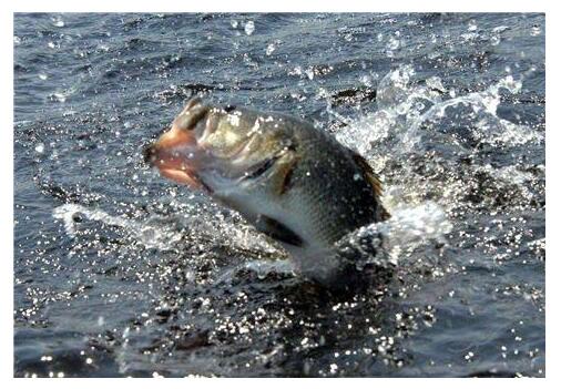 Tips for freshwater fishing squid in winter